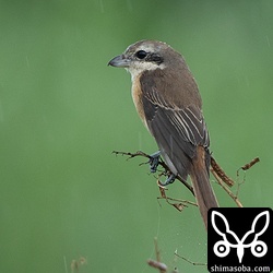 雨に降られるシマアカモズ。人通りが多いところにいました。