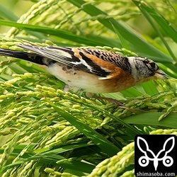 米を食うアトリのオス。夏羽から冬羽へ移行中です。