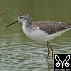 冬羽のコアオアシシギ。まもなく2期米収穫で水がなくなるので、シギたちもいなくなると思います。