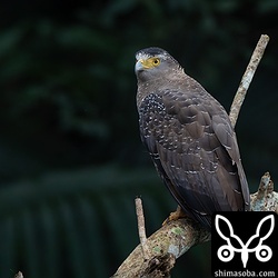 カンムリワシは林道や田んぼなどによく出ています。こらから3月ぐらいまでは、道路脇にも現れるので運転に注意です。
