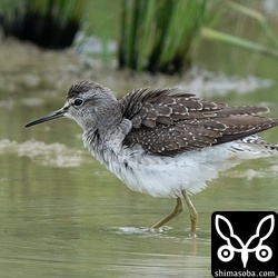 タカブシギは数を減らしていますが、まだまだ滞在中。