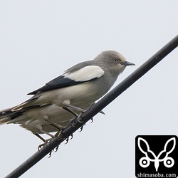 島で一番個体数の多いカラムクドリですが、ムクドリ主体の群れには数羽。採餌スタイルが違うので、合流してもすぐに別れて行動しています。