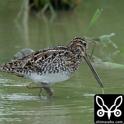 タシギはたくさん滞在。多くの個体が越冬していきます。