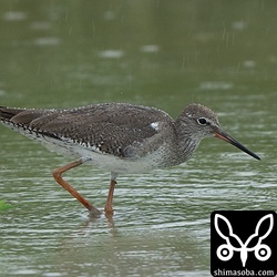 アカアシシギは成鳥、幼鳥が滞在。この個体は、まだ夏羽を残した状態の成鳥。