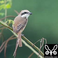 近くにシマアカモズもいました。