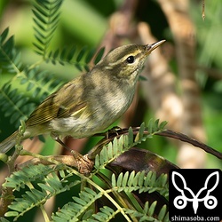 与那国島も石垣島もこの時季のムシクイはほとんどがコムシクイです。たまにメボソムシクイ、さらに珍しいのがオオムシクイです。
