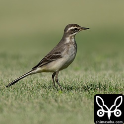 今季のツメナガセキレイは八重山全体でも少ないようです。