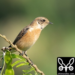 ノビタキも今季初。同時期に石垣島でも確認されていました。