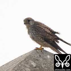 越冬チョウゲンボウもぼちぼち増えてきました。