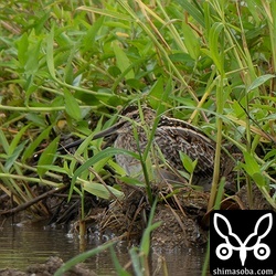 タシギはあちこちで越冬モード。
