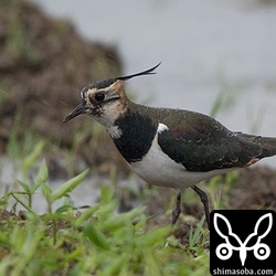 タゲリは複数個所で確認。例年通り、すべて幼鳥です。