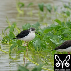 強風でお疲れ気味のセイタカシギたち。