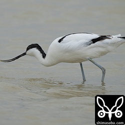 市街地に近い田んぼにソリハシセイタカシギが到着。