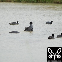 例年、白水に集中していたオオバンは、オオノスリの襲撃で島内にばらけています。