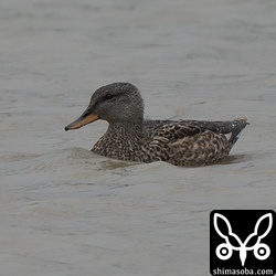今季初のオカヨシガモは2羽で飛来しました。