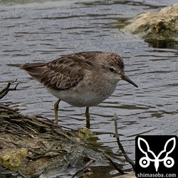 ヒバリシギ第1回冬羽。