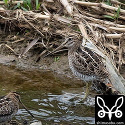 見つけた時はこんな感じ。左下はタシギ。