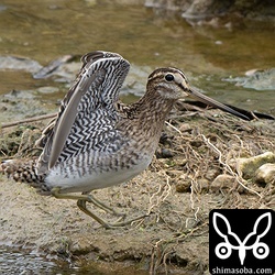 ハリオシギの翼下面と脇。