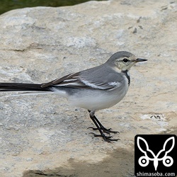 タイワンハクセキレイ第1回冬羽。