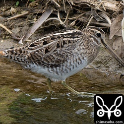 ミミズを捕まえたハリオシギ。