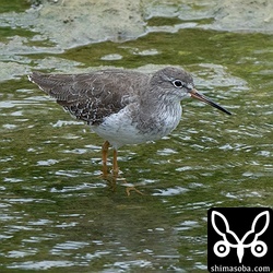 アカアシシギ冬羽。