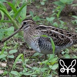 ハリオシギ第1回冬羽。