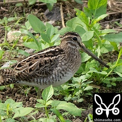 この日は、ほとんどの時間を草むらで過ごしていました。