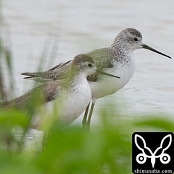 コアオアシシギの成鳥冬羽(奥)と第1回冬羽。