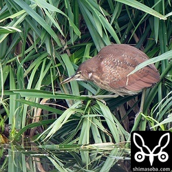 リュウキュウヨシゴイが草むらから出てきて、水路の小魚を狙っていました。