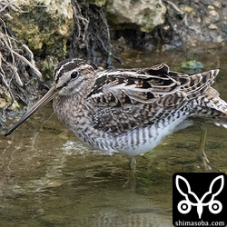 伸びをして尾羽も見せてくれました。