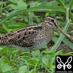 草地で餌探しのハリオシギ。