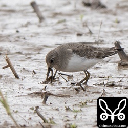 オジロトウネンもこの時季には珍しいですが、どういうわけか複数がいました。