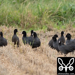 年々、越冬個体が増えるオオバン。昨年はいったん減ったのですが、今季は再び増加しました。毎年、オオノスリやハヤブサの格好の獲物になります。