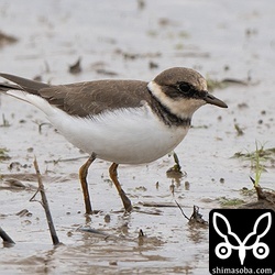 コチドリは数多く逗留中。