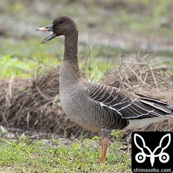 複数羽が確認されていたヒシクイですが、この日は単独でした。