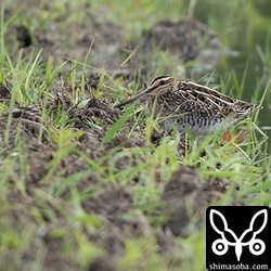 タシギは数羽の群れから30羽以上の群れまで滞在中。この群れは4羽でしたが、飛翔時に翼後縁の白帯がほとんど見えない個体が交じっていました。写真には3個体が写っています。