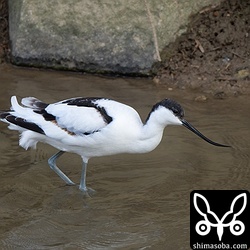 複数箇所で6羽滞在中のソリハシセイタカシギ。