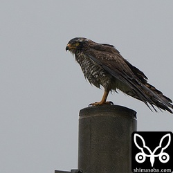 雨でずぶ濡れのサシバは成鳥のメスでした。