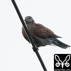 電線にベニバトのオスが止まっていました。