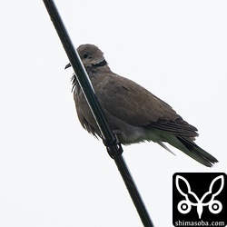 上の個体の近くにはメスも。