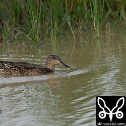 息子が撮ったコガモ。上手に撮れているようです。^^