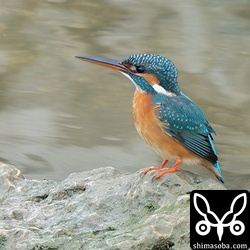 水路ではカワセミが行ったり来たり。