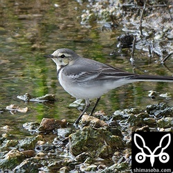 タイワンハクセキレイの第1回冬羽。ホオジロハクセキレイとともに逗留中。