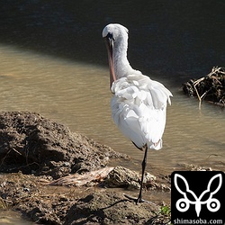 水路で休むクロツラヘラサギ。