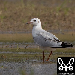 ズグロカモメといたユリカモメ。