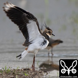 タゲリは数羽の群れ。全て幼鳥でした。