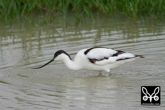 ソリハシセイタカシギ（アボセット）