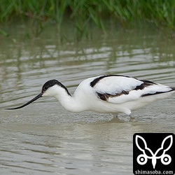 水路や田んぼを行き来するソリハシセイタカシギ。