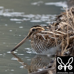 この日、一番美しかったタシギの幼鳥。