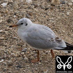 足を負傷したユリカモメ。